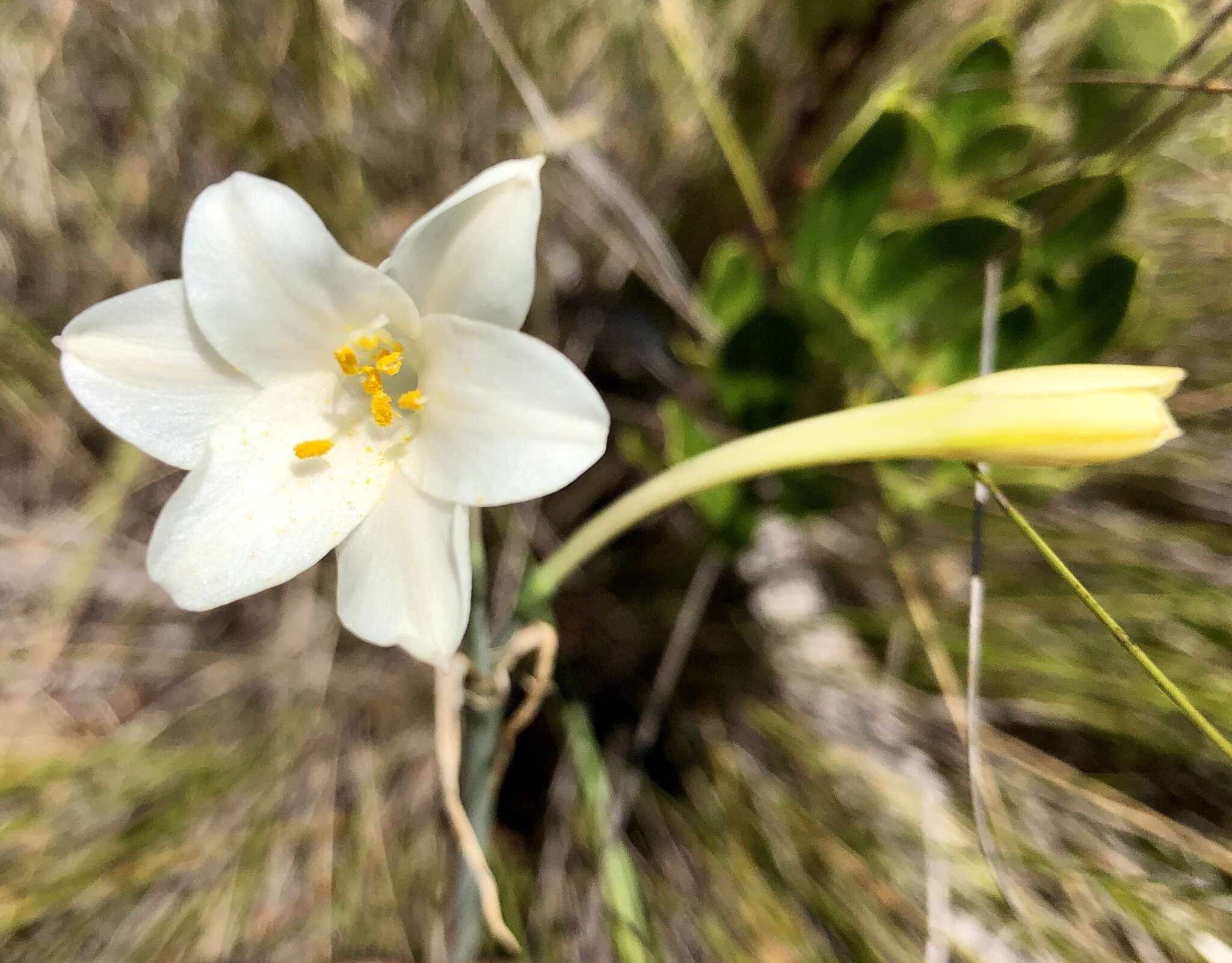 Image of Cyrtanthus leucanthus Schltr.