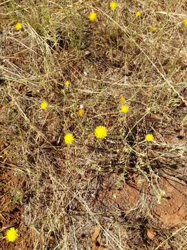 Image of yellow star-thistle