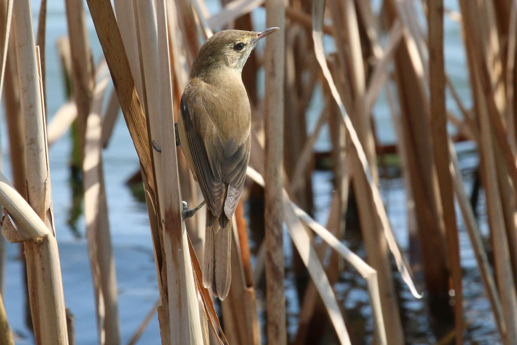 Image of Australian Reed Warbler