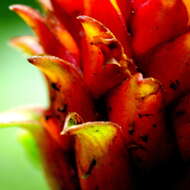 Image of Red Tower Ginger