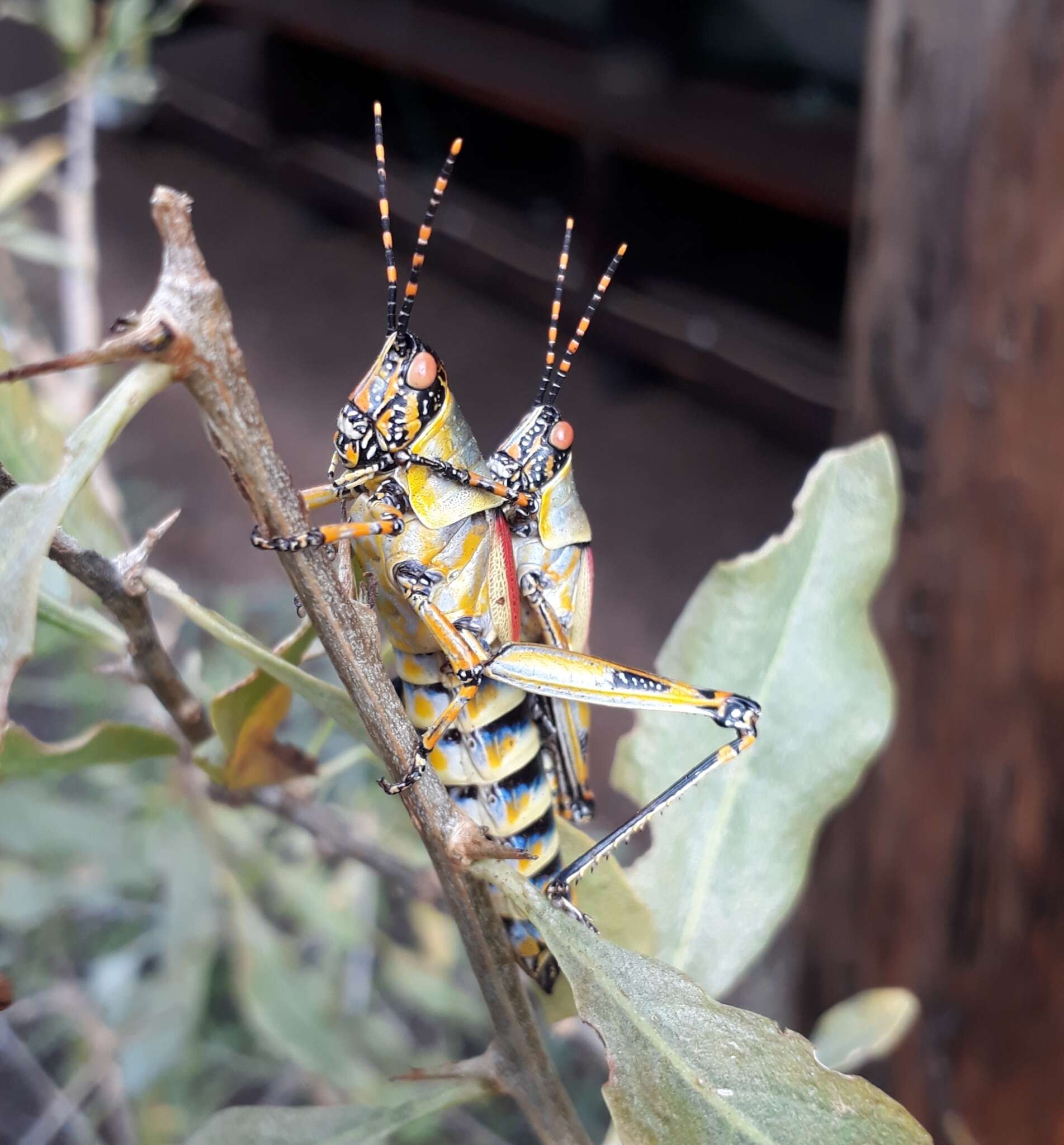 صورة Zonocerus elegans (Thunberg 1815)