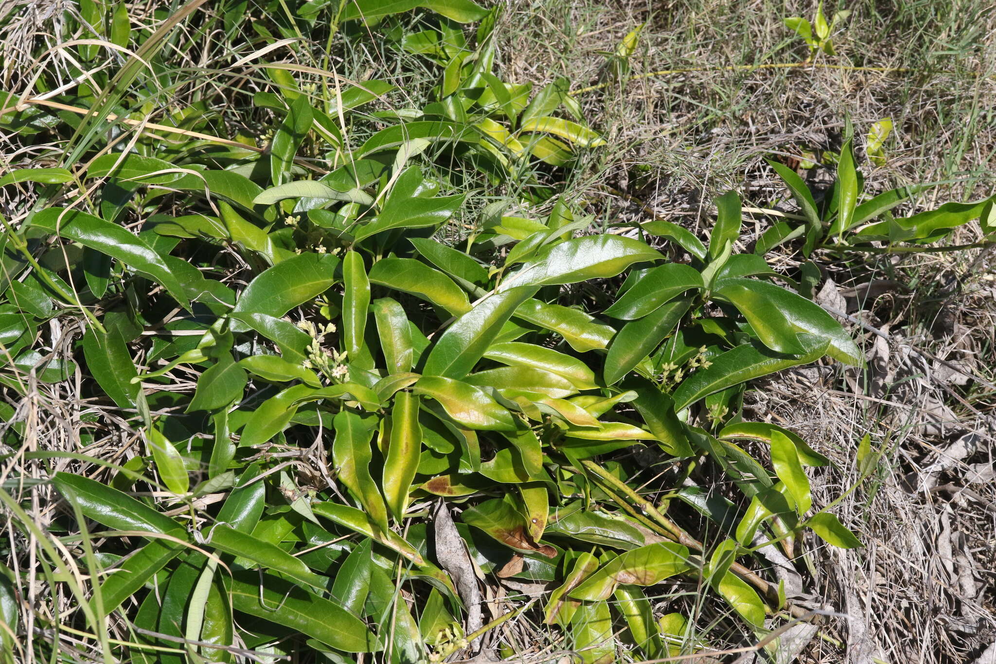 Image of Parsonsia straminea (R. Br.) F. Müll.