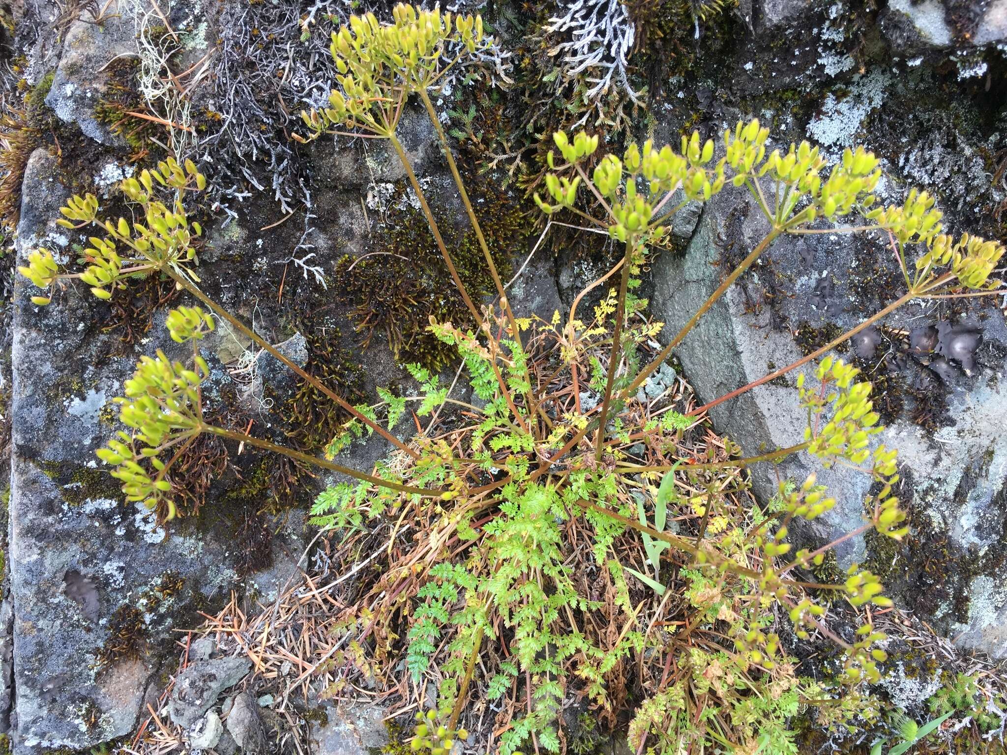 Lomatium hallii (S. Wats.) Coult. & Rose resmi