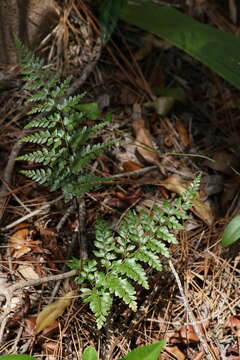 Image de Anemia adiantifolia (L.) Sw.