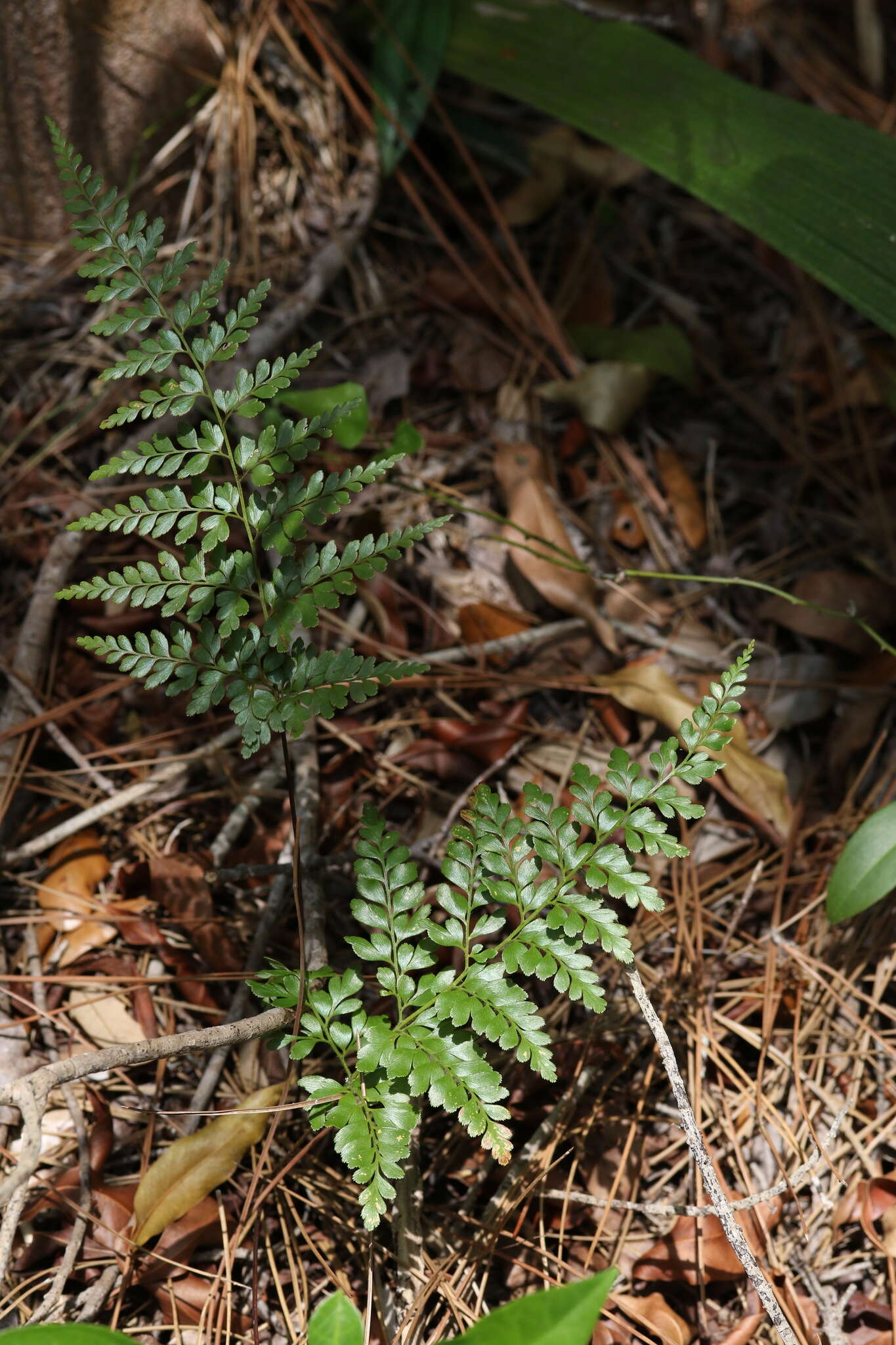 Image of pineland fern