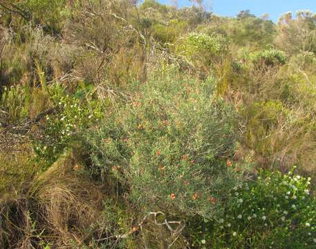 Image of Indigofera candicans Aiton