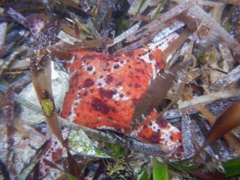 Image of Anthaster valvulatus (Muller & Troschel 1843)