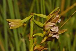 Image de Eulophia nyasae Rendle