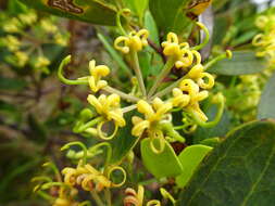 Image of Stenocarpus umbelliferus (J. R. & G. Forst.) Druce