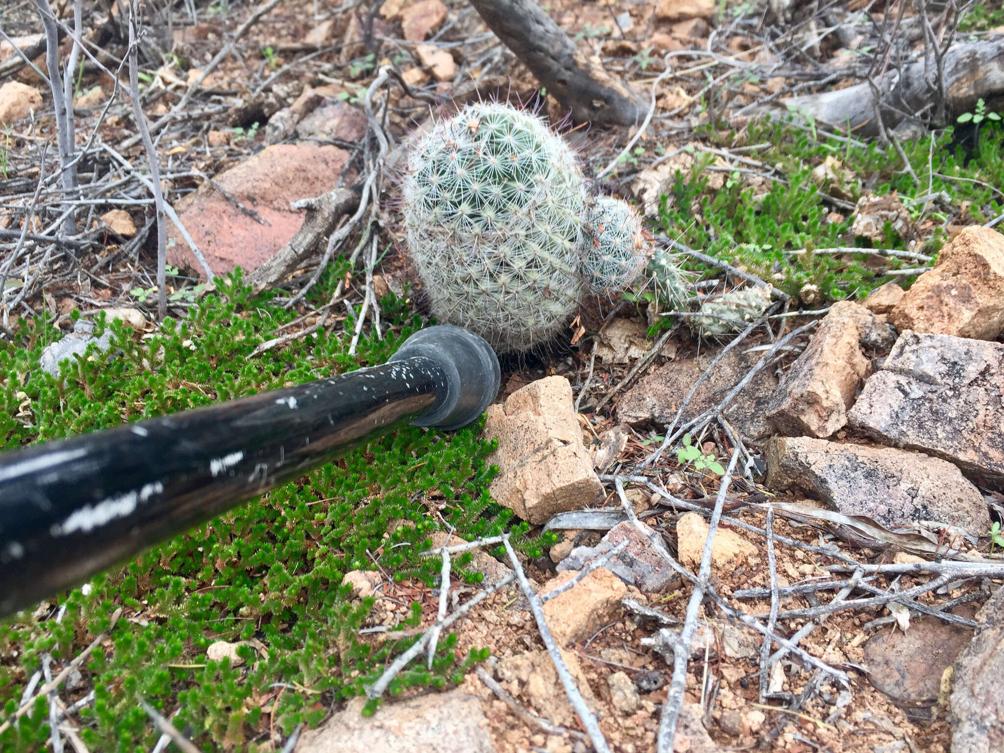 Image de Mammillaria grahamii Engelm.