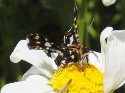 Image of Thyris usitata Butler 1879