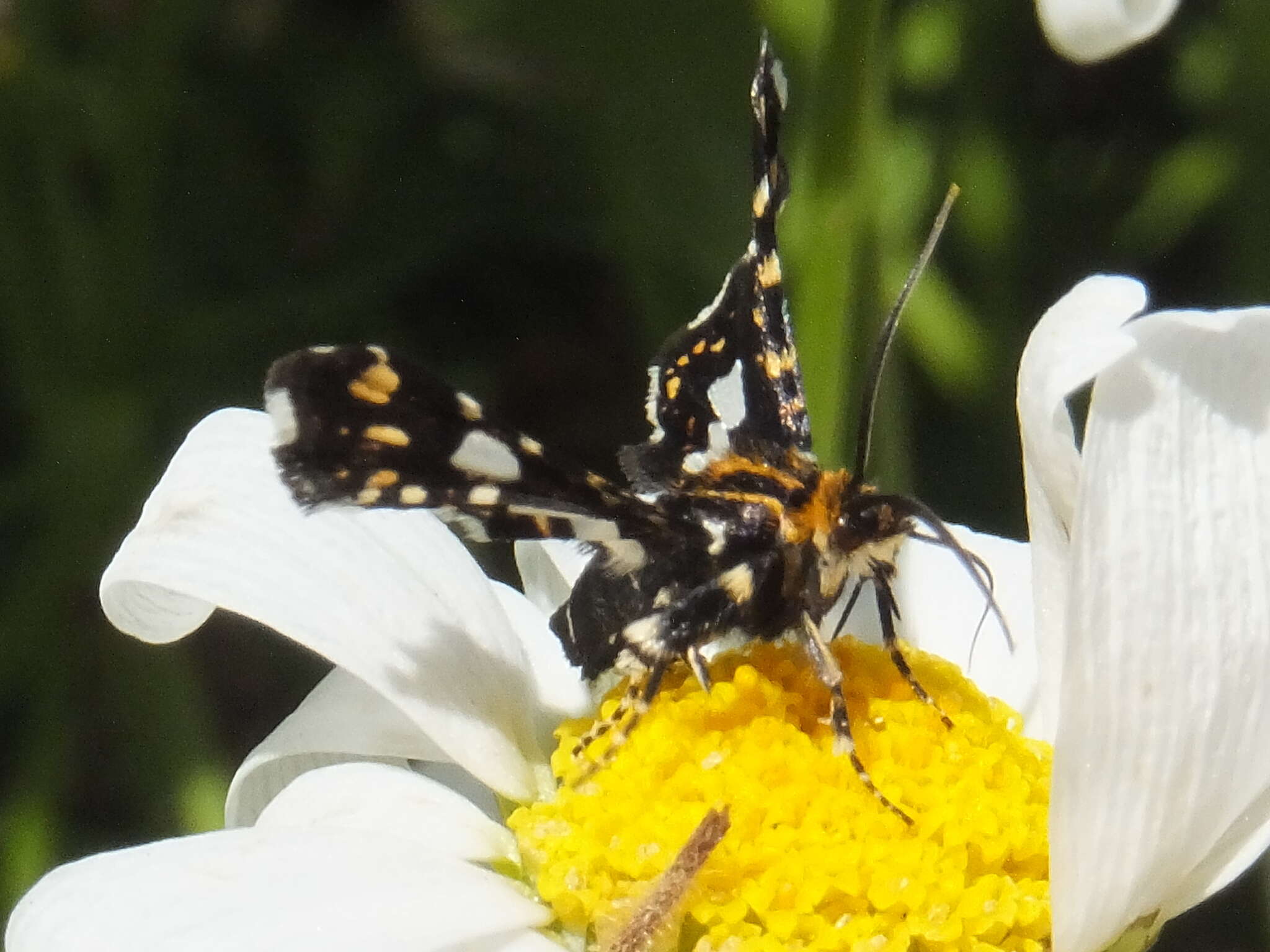 Image of Thyris usitata Butler 1879