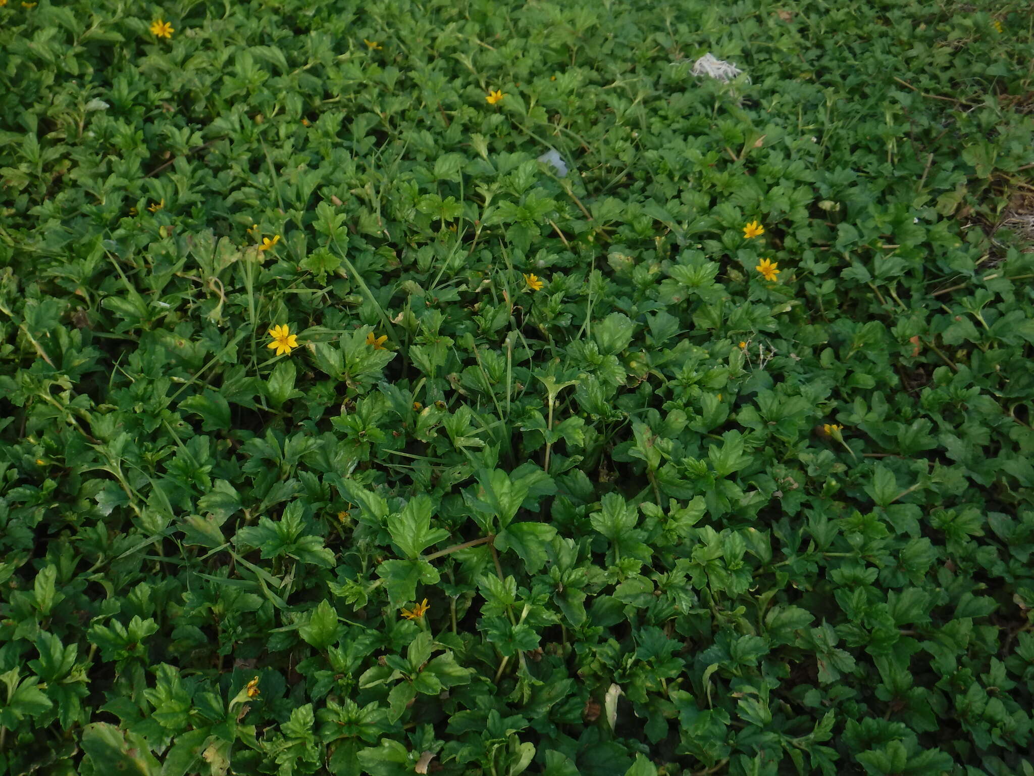 Image of slender creeping-oxeye