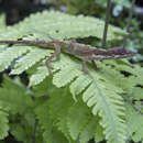 Plancia ëd Anolis tigrinus Peters 1863