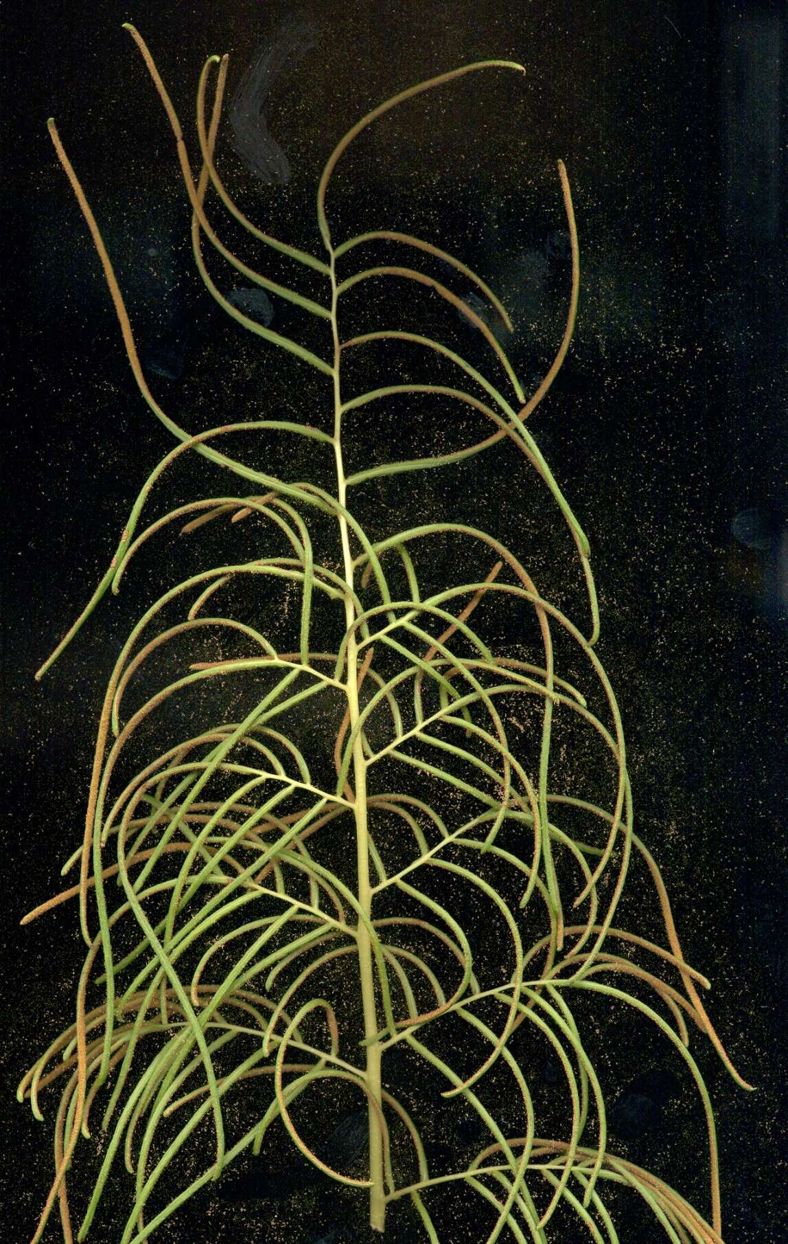 صورة Lomariopsis tenuifolia (Desv.) Christ