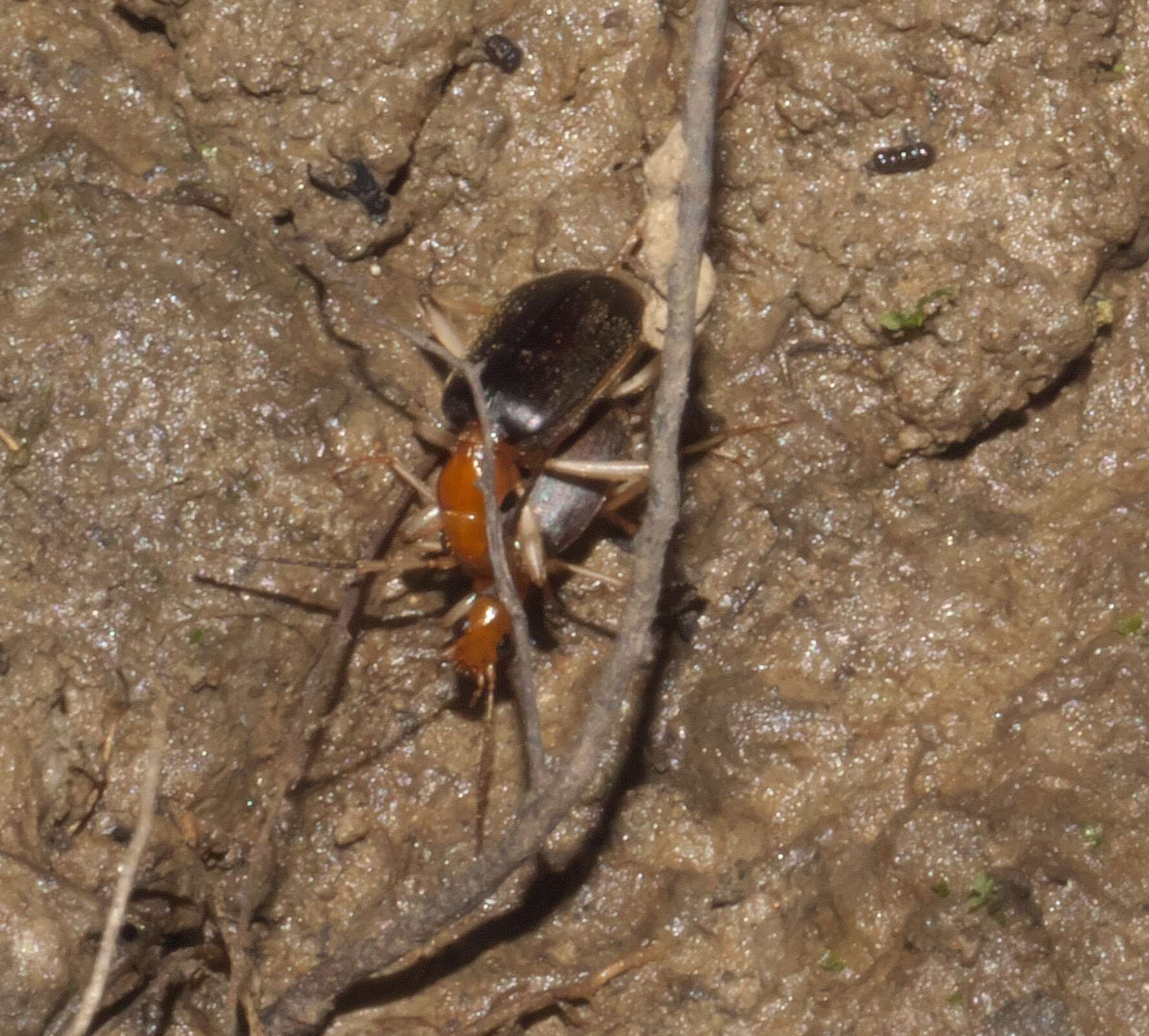 Imagem de Brachinus (Neobrachinus) adustipennis Erwin 1969