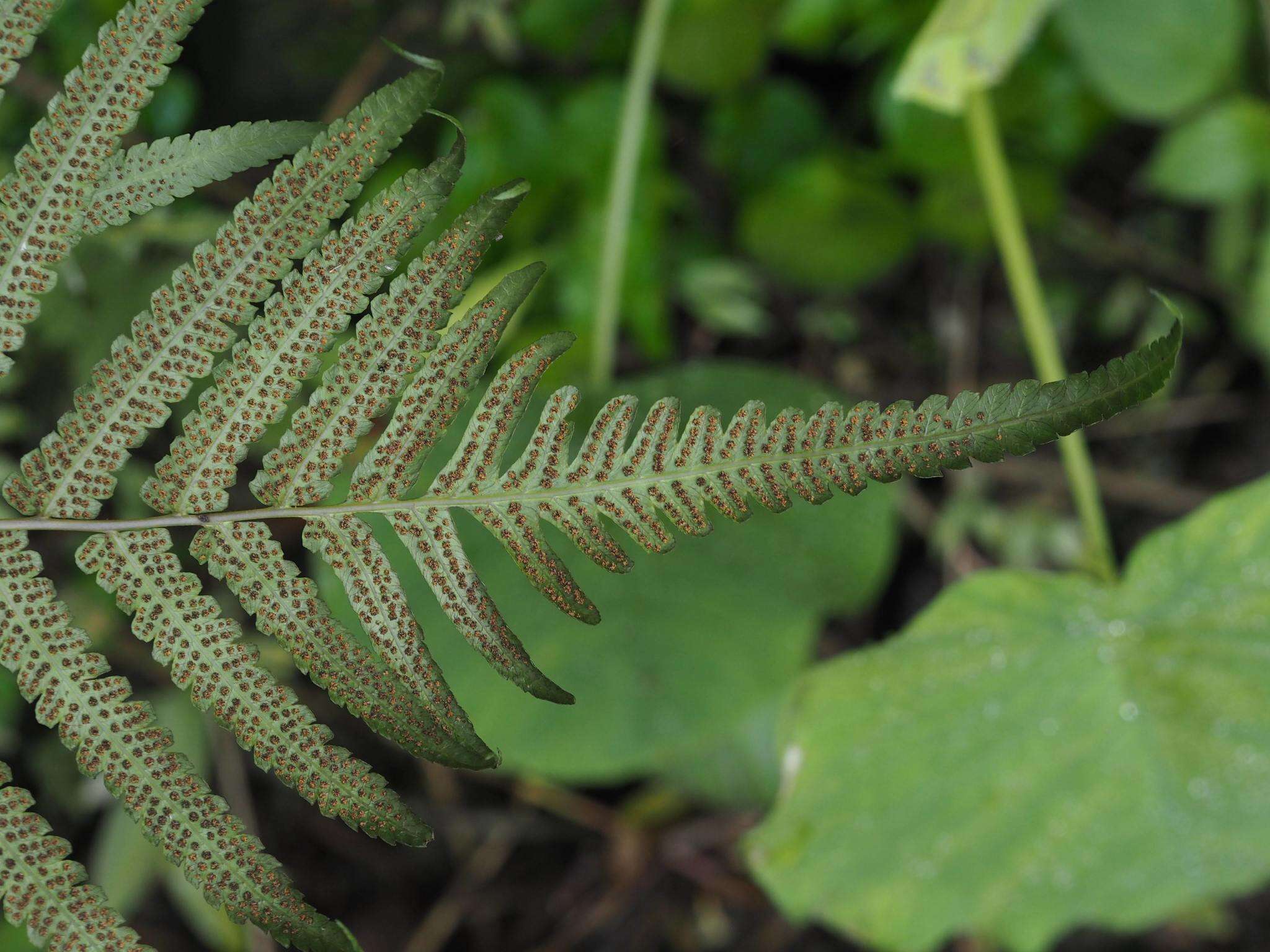 Image of Reholttumia truncata (Poir.) S. E. Fawc. & A. R. Sm.