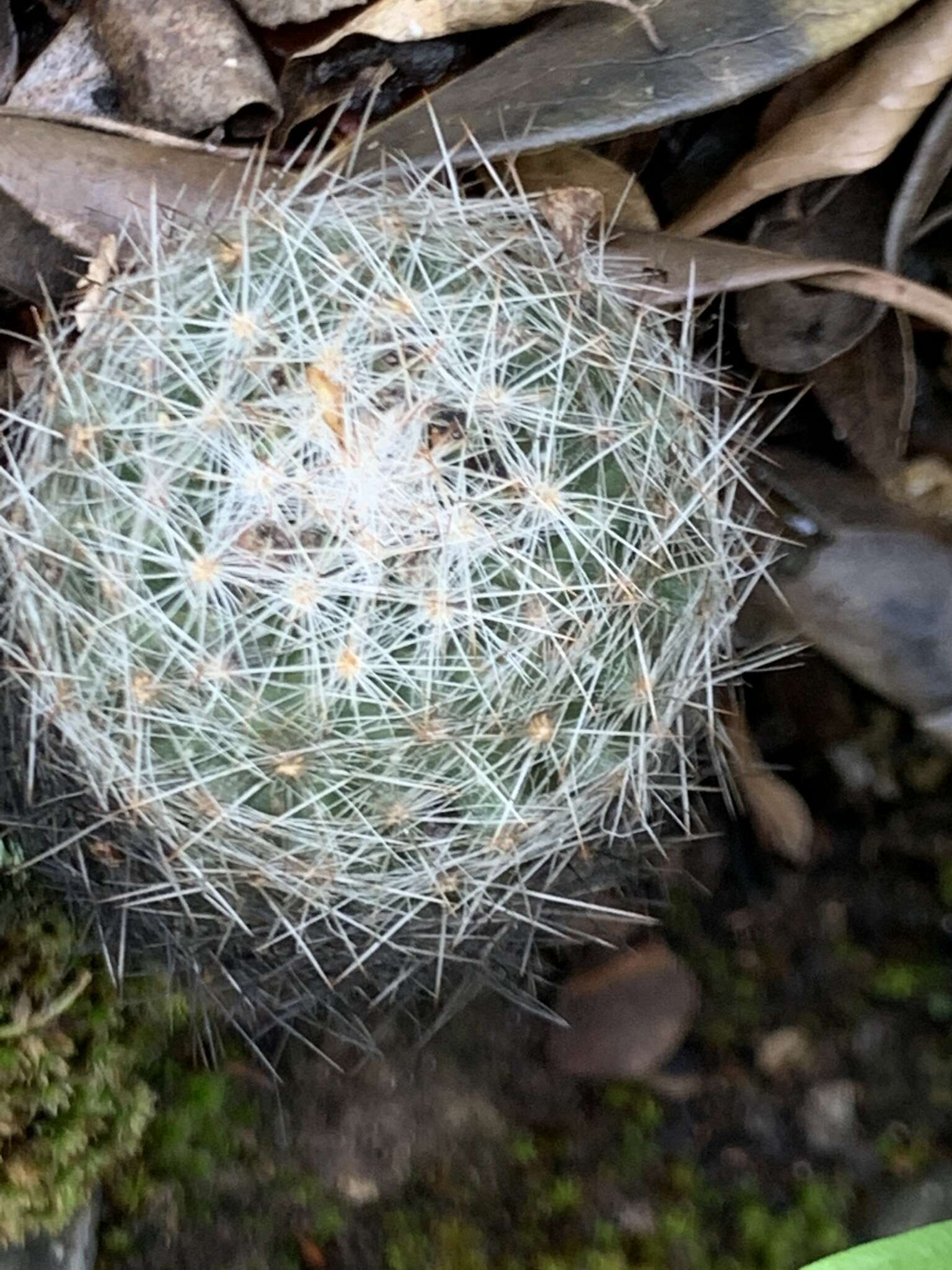 Image of Mammillaria candida Scheidw.