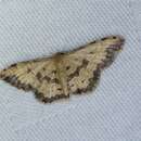 Image of Idaea phaeocrossa Prout 1931