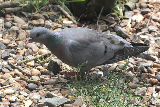 Image of Stock Dove