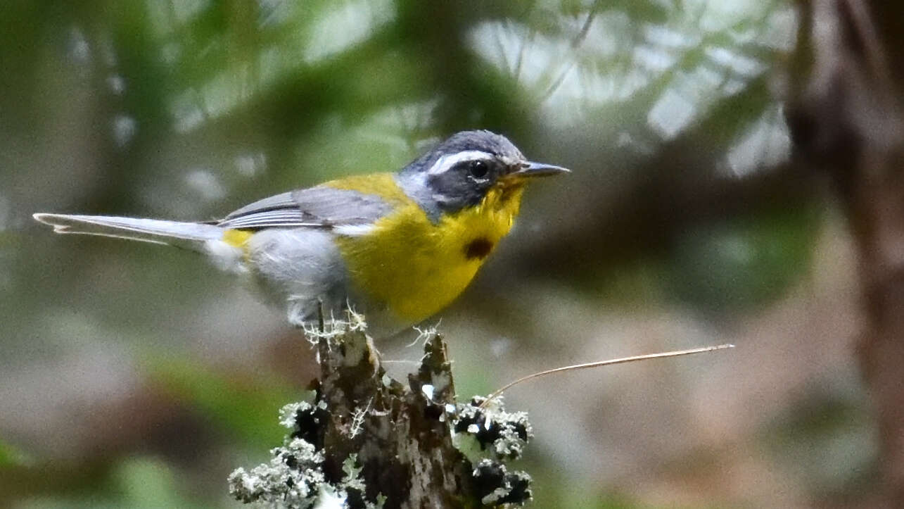 Image of Crescent-chested Warbler