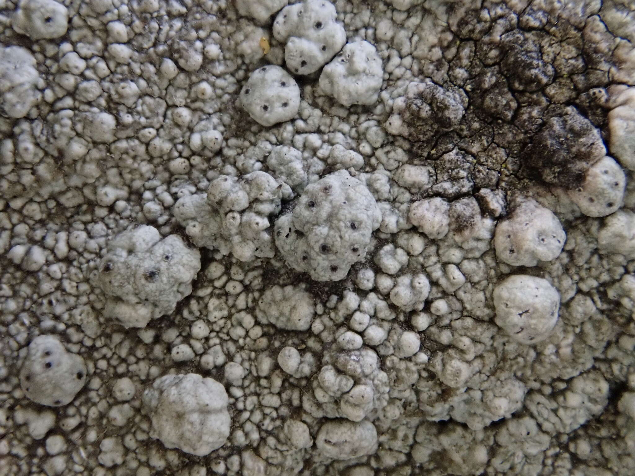 Image of California pore lichen