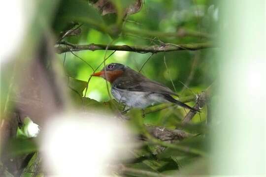 Image of Chestnut-throated Flycatcher