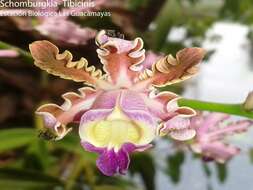 Myrmecophila tibicinis (Bateman ex Lindl.) Rolfe resmi