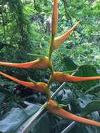 Plancia ëd Heliconia latispatha Benth.