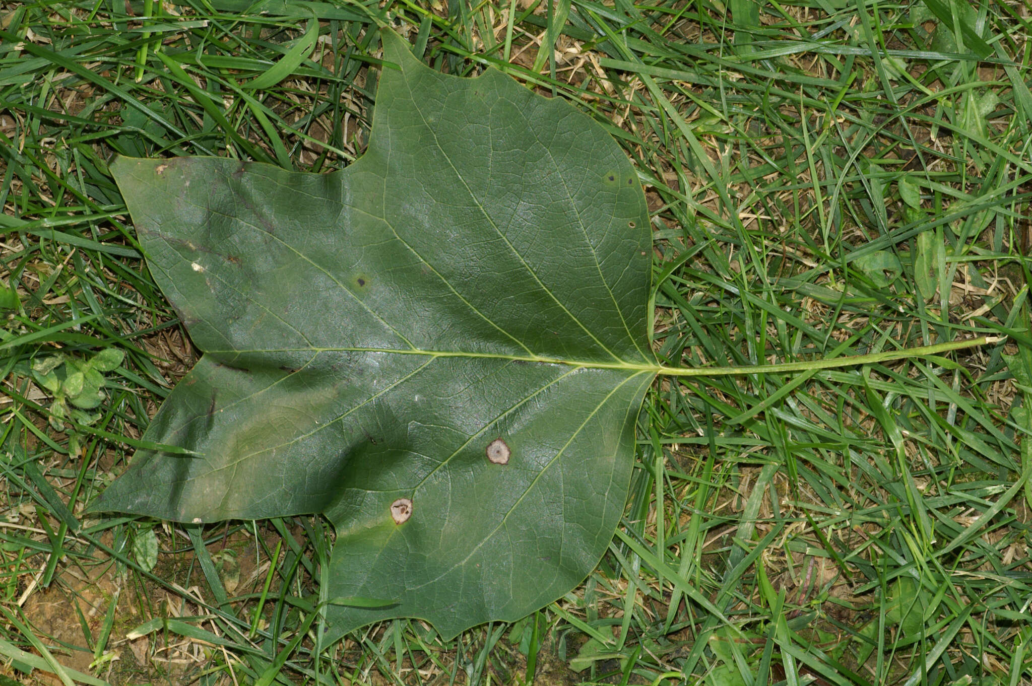 Image of Venturia liriodendri Hanlin 1987