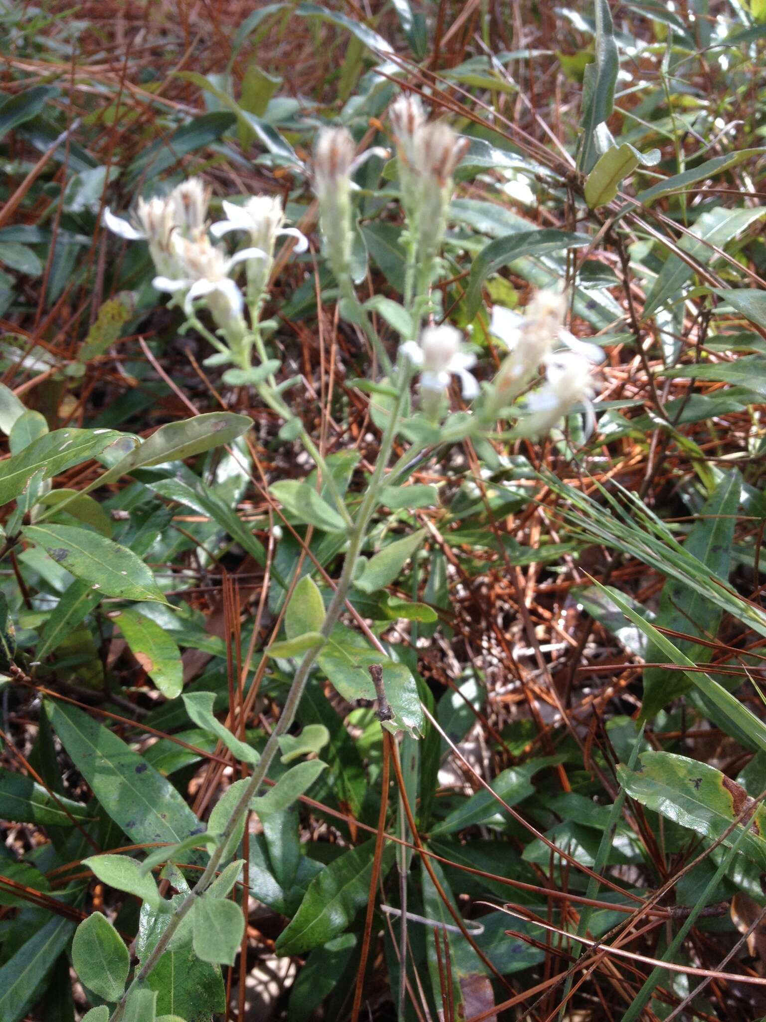 Image of Sericocarpus tortifolius (Michx.) Nees