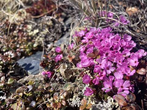 Douglasia gormanii Constance resmi