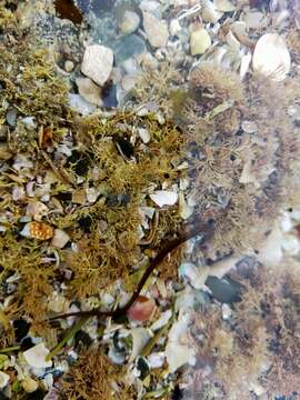 Image of Shortsnout pipefish