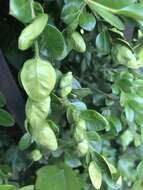 Image of Boxwood Psyllid