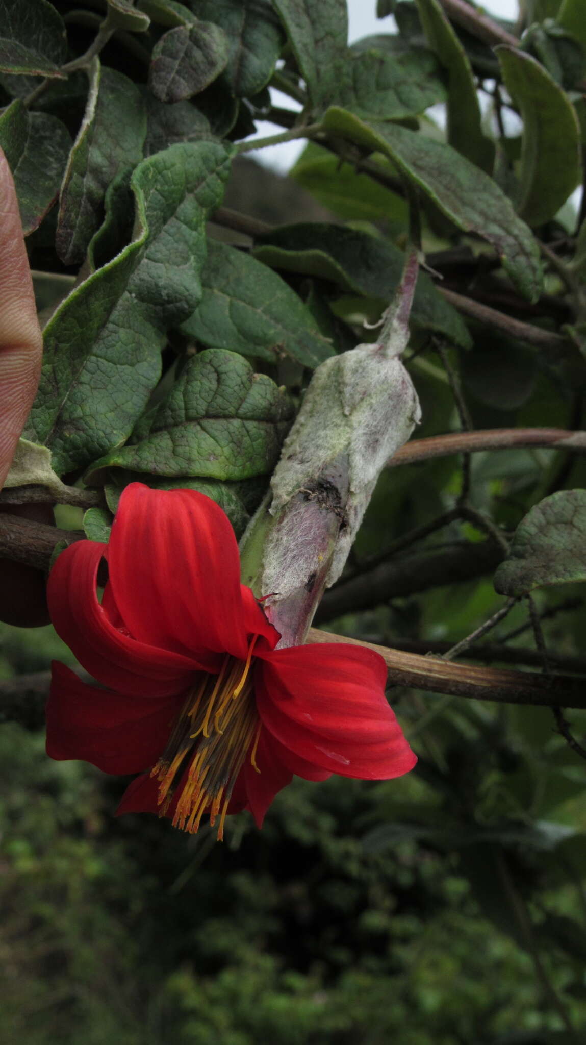 Image of Mutisia clematis L. fil.