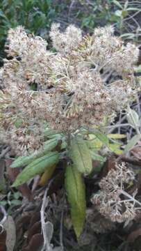 Image of Ageratina asclepiadea (L. fil.) R. King & H. Rob.