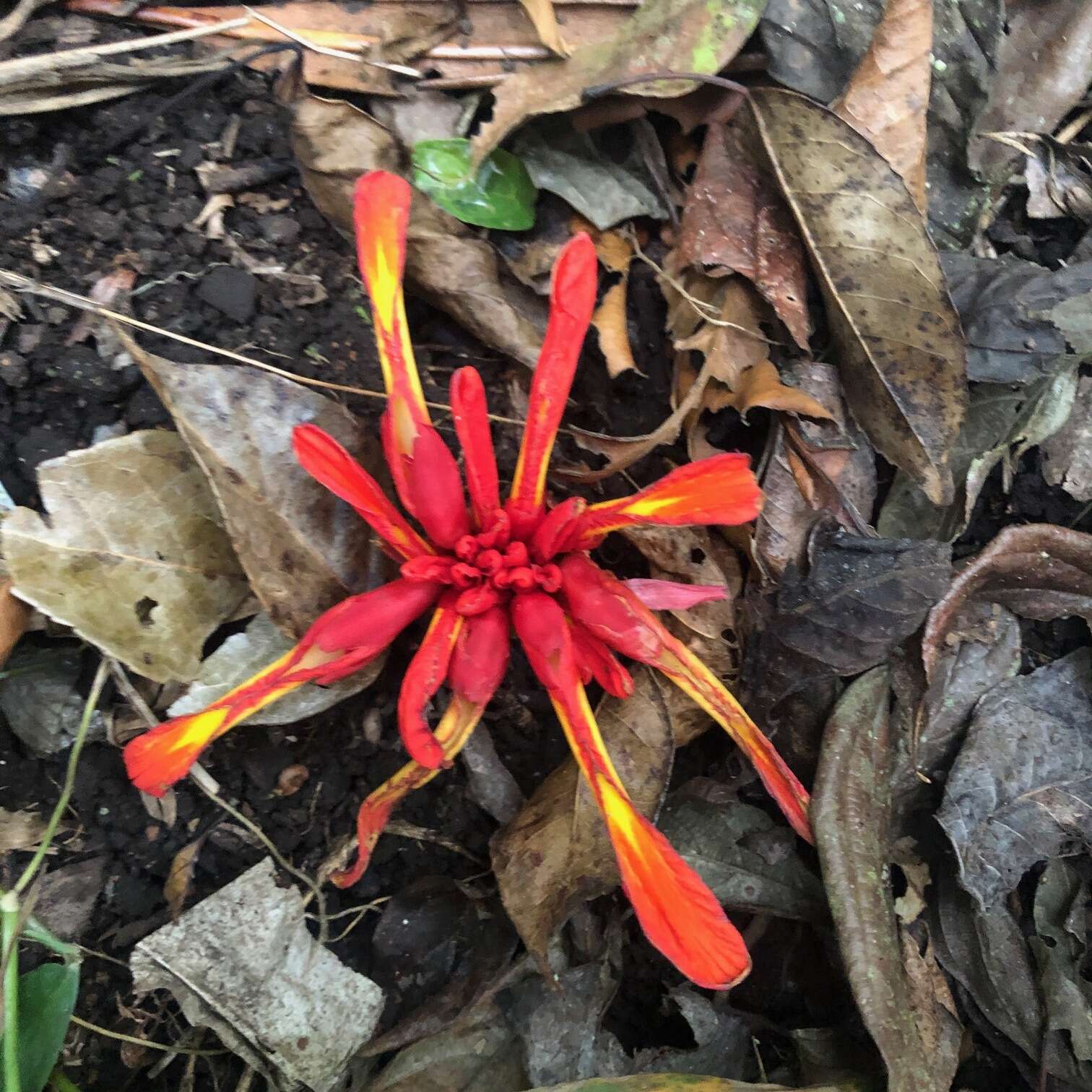 Image de Etlingera coccinea (Blume) S. Sakai & Nagam.