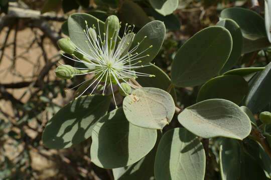 Image of Ringwood Beadbean