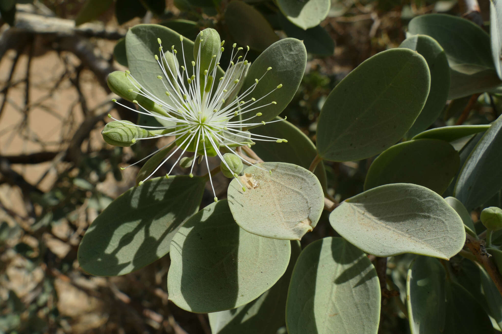 Image of Maerua schinzii Pax