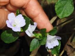 Strobilanthes tetraspermus Druce resmi