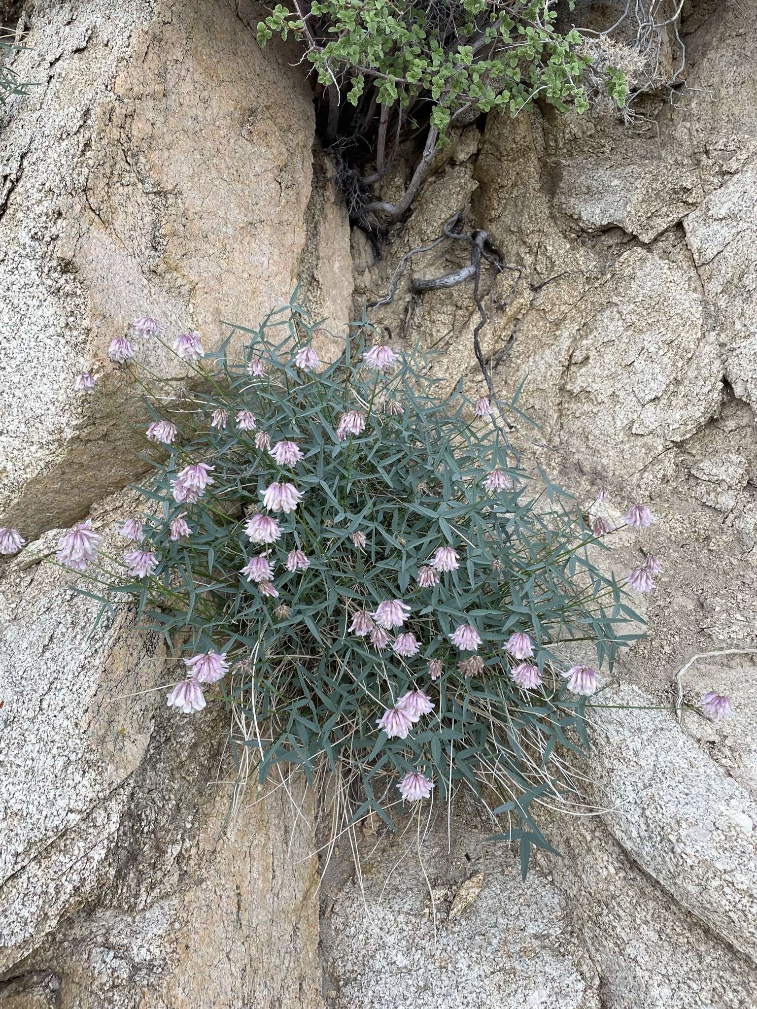 Image of Dedecker's clover