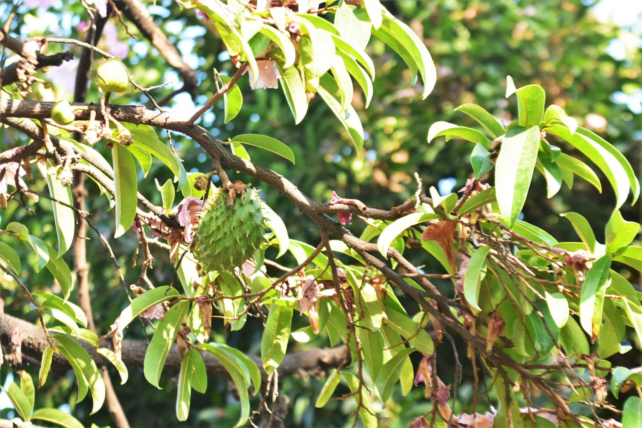 Image of soursop