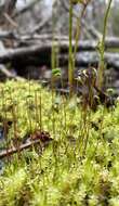 Image of calliergon moss