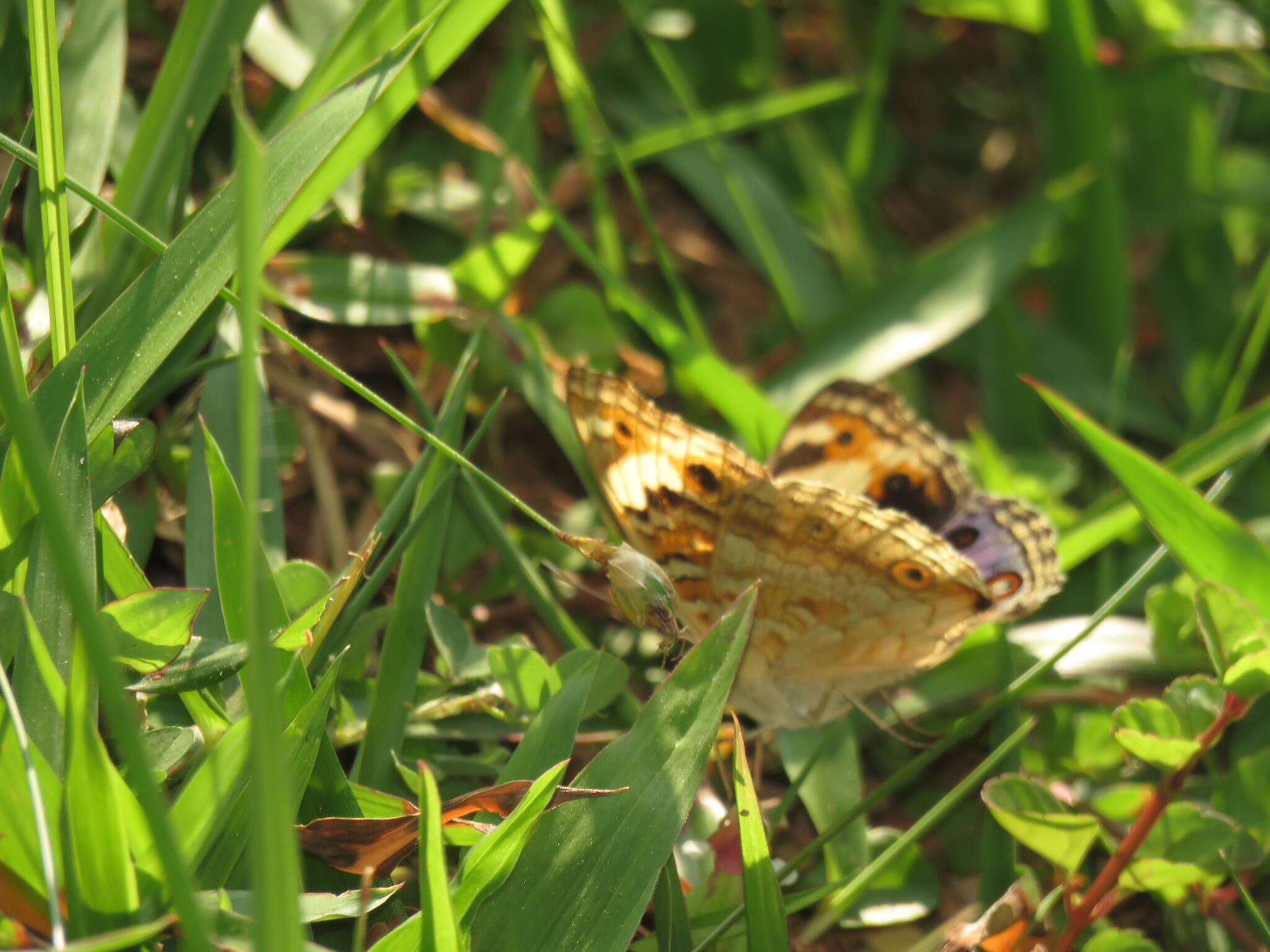 Image de Junonia orithya wallacei Distant 1883