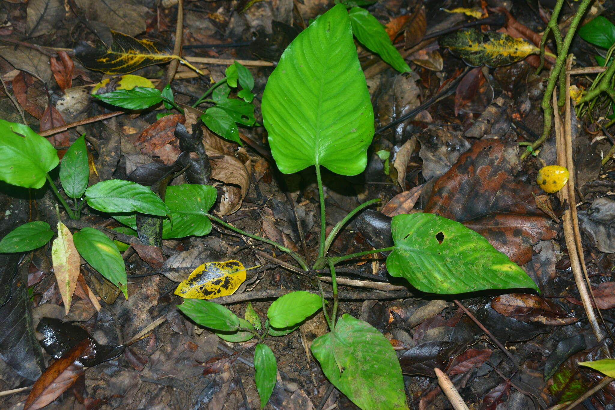 Image of Schismatoglottis calyptrata (Roxb.) Zoll. & Moritzi