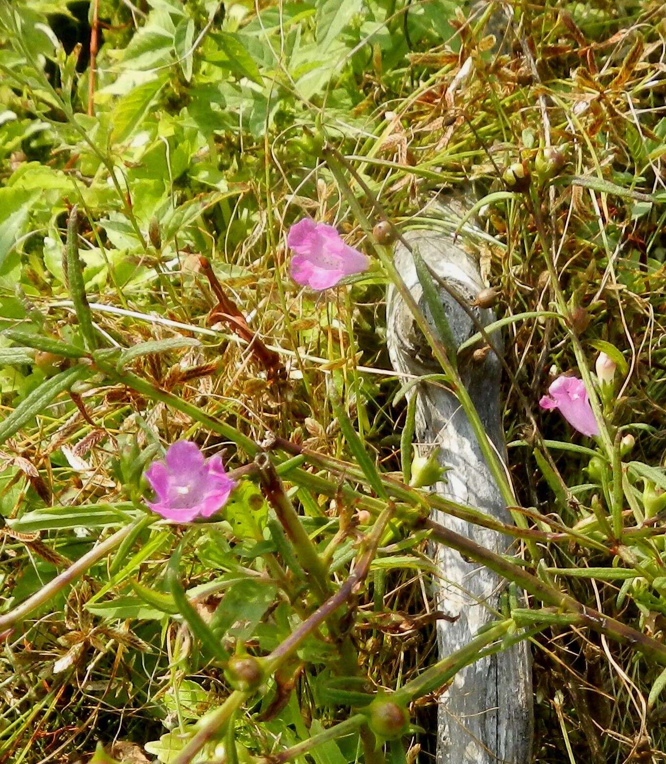 Image of smallflower false foxglove