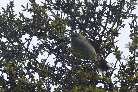 Image of Grey Gerygone