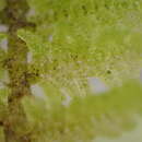 Image of Lepidogyna hodgsoniae (Grolle) R. M. Schust.