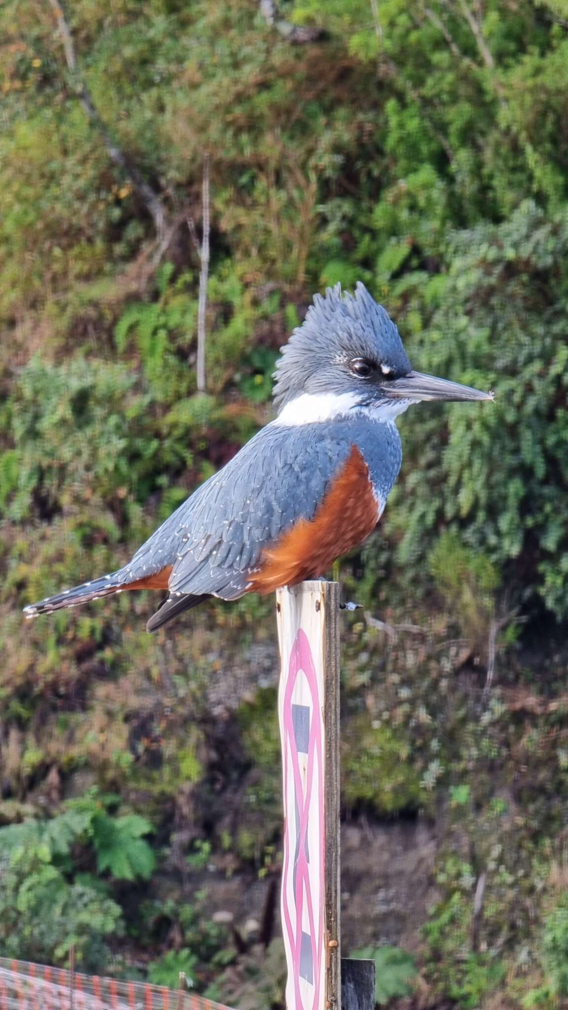 Sivun Megaceryle torquata stellata (Meyen 1834) kuva