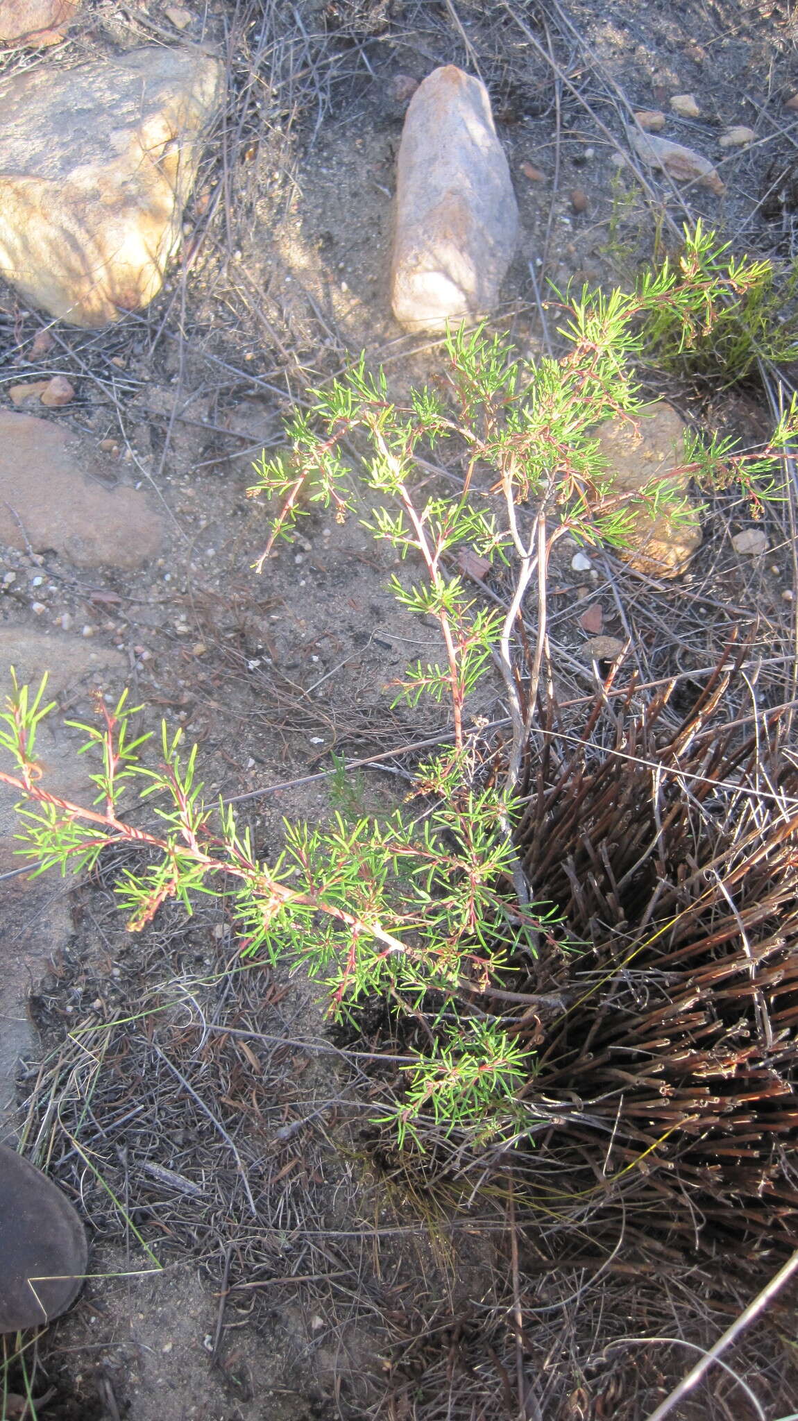 Image of Searsia rosmarinifolia (Vahl) F. A. Barkley